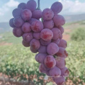 China xinjiang grape sweet grape fresh red grape